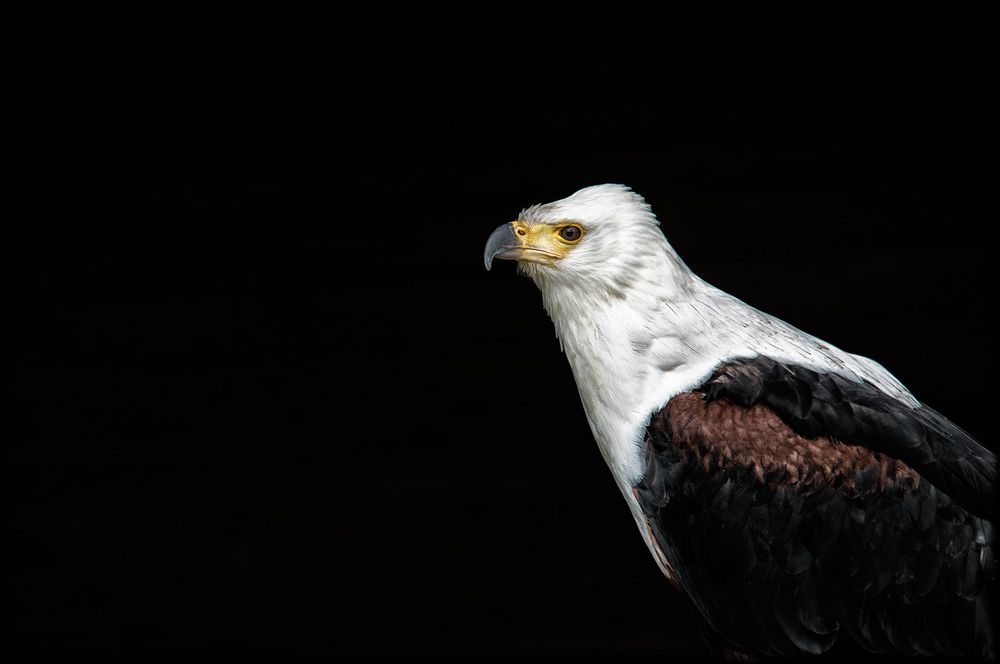 Schreiseeadler