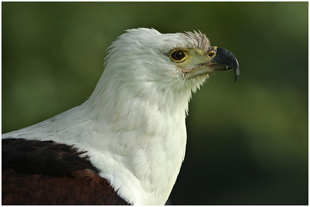 Schreiseeadler