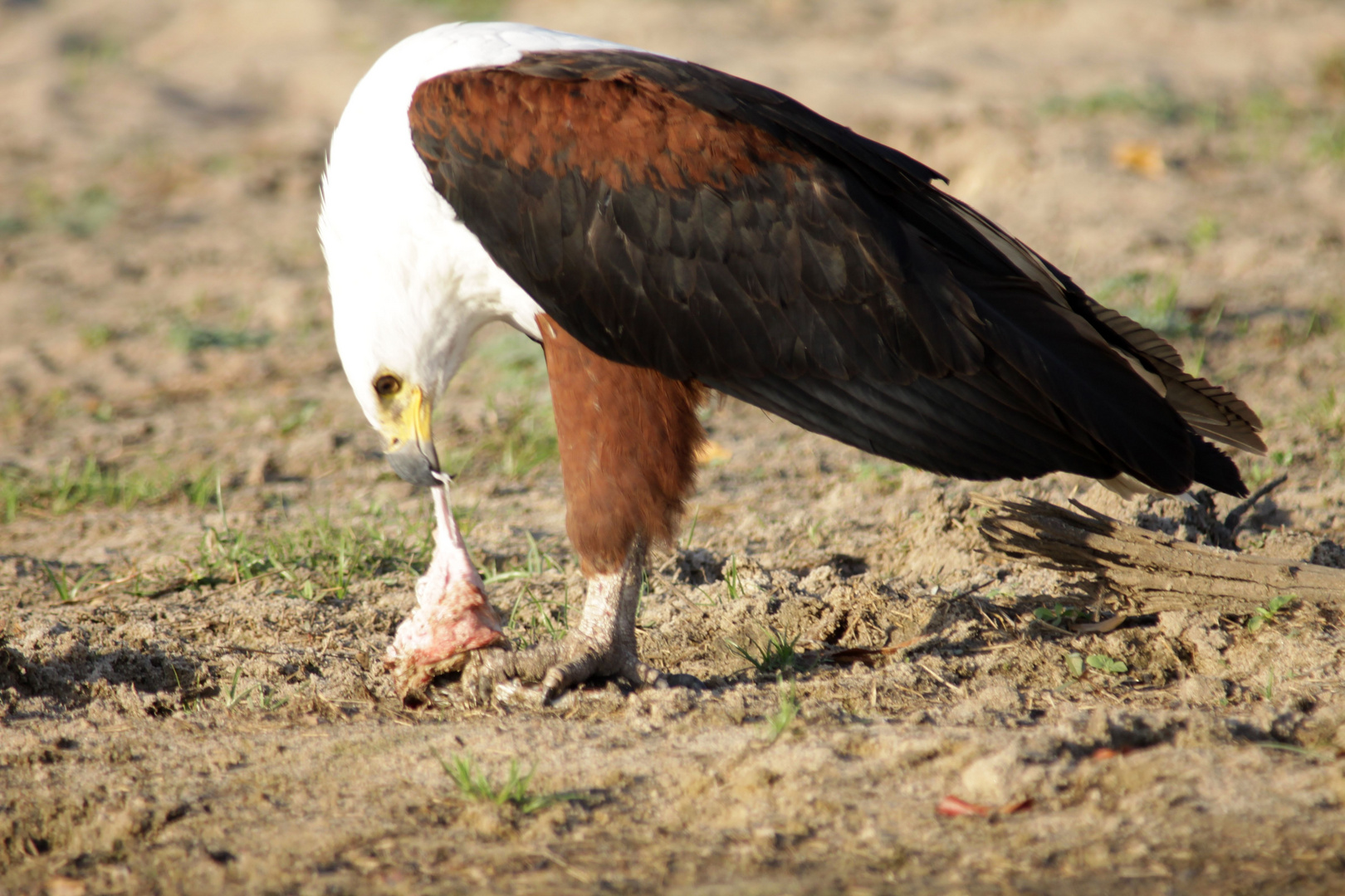 Schreiseeadler (2)