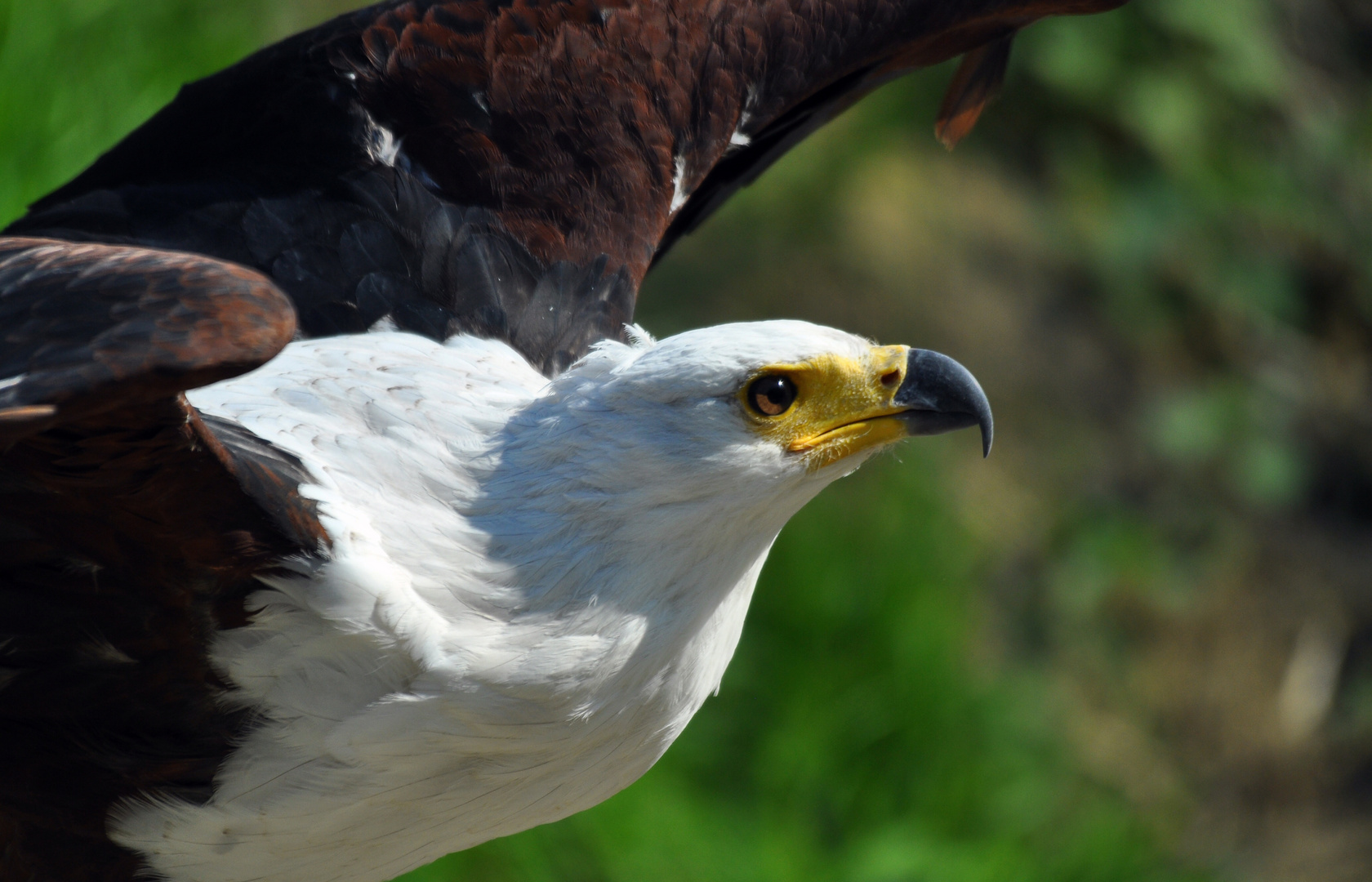 Schreiseeadler 2