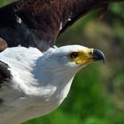 Schreiseeadler 2