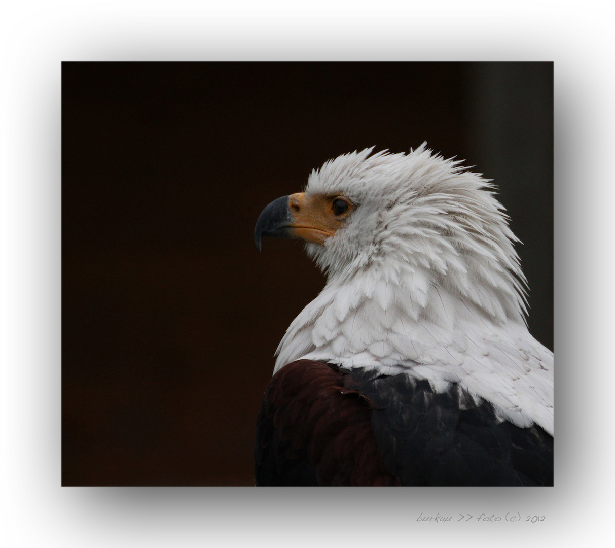 Schreiseeadler #2