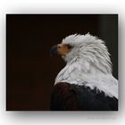 Schreiseeadler #2