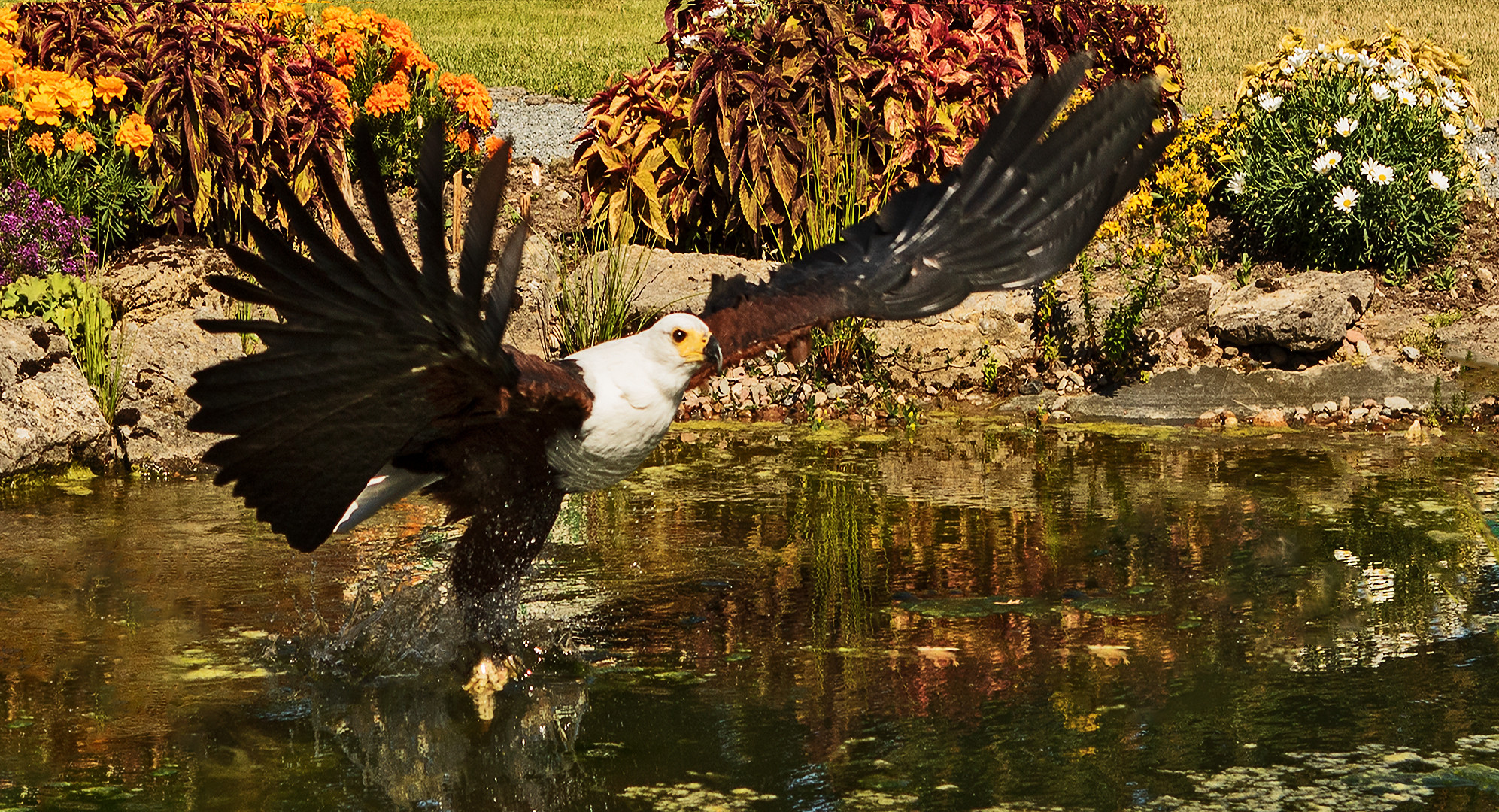 Schreiseeadler 