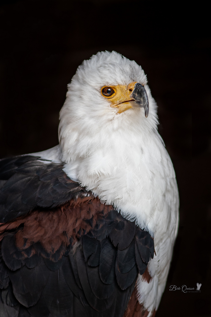 Schreiseeadler