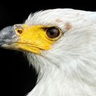 Schreiseeadler