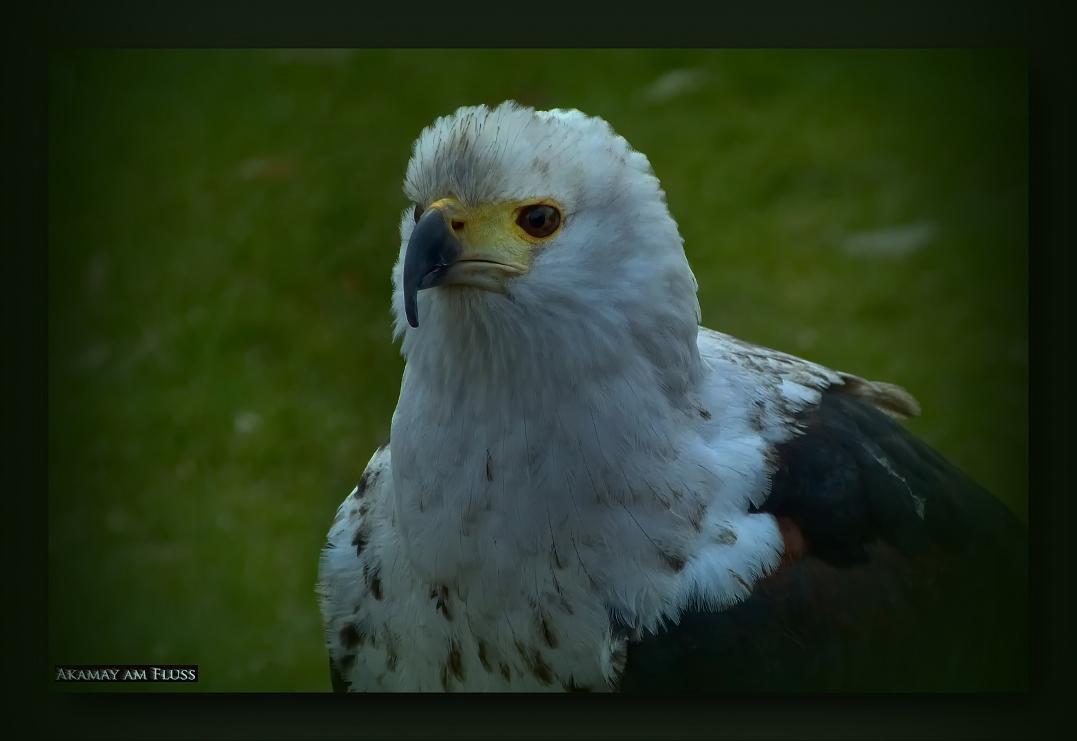 Schreiseeadler