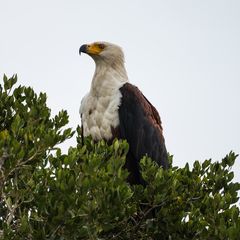 Schreiseeadler