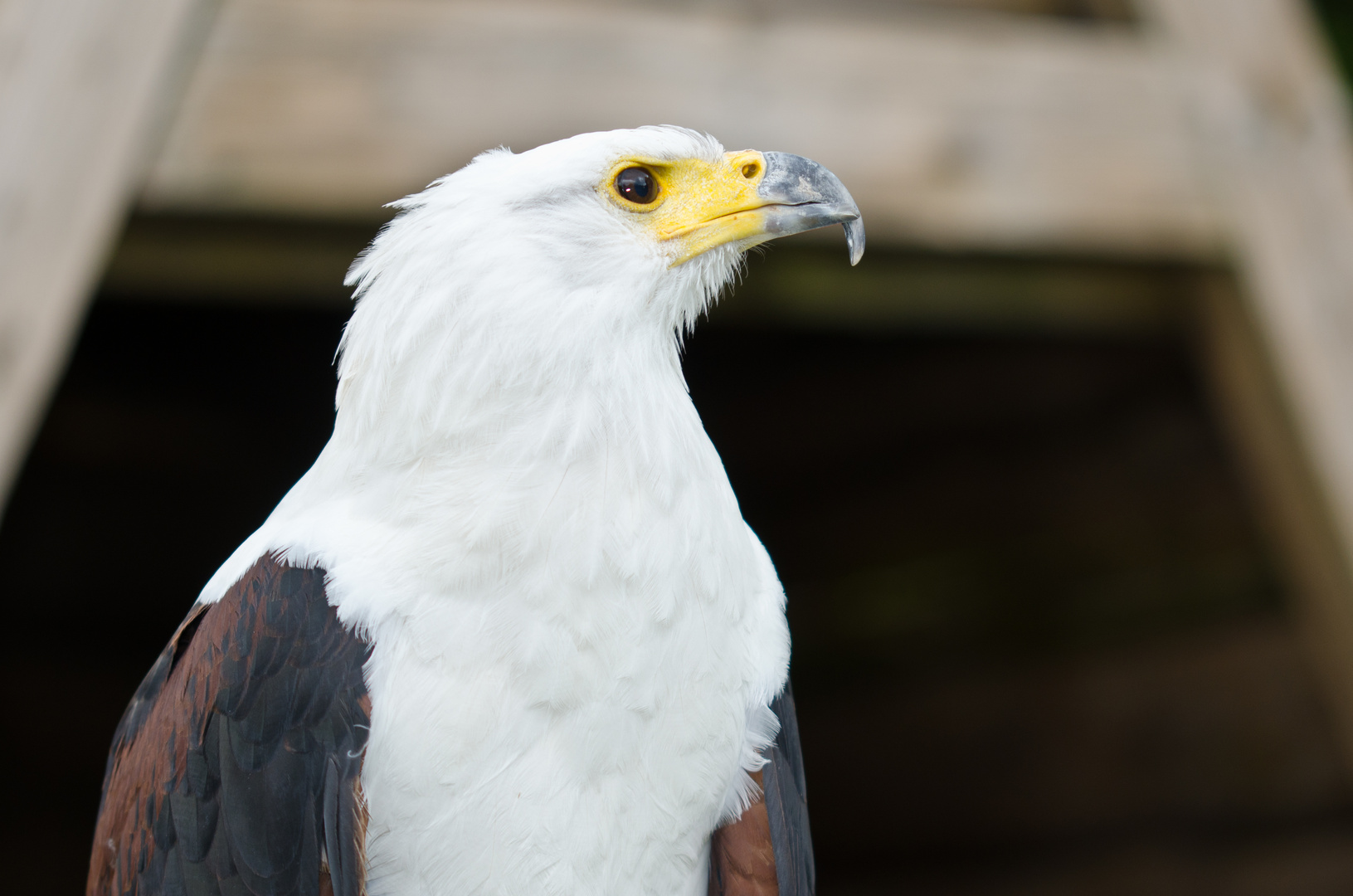 -Schreiseeadler-