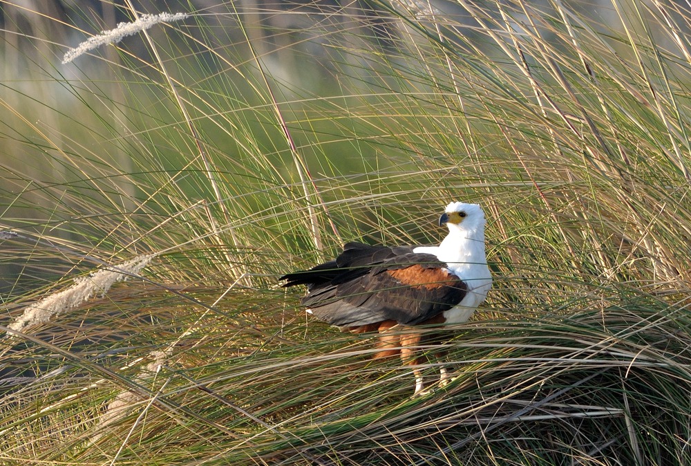 Schreiseeadler