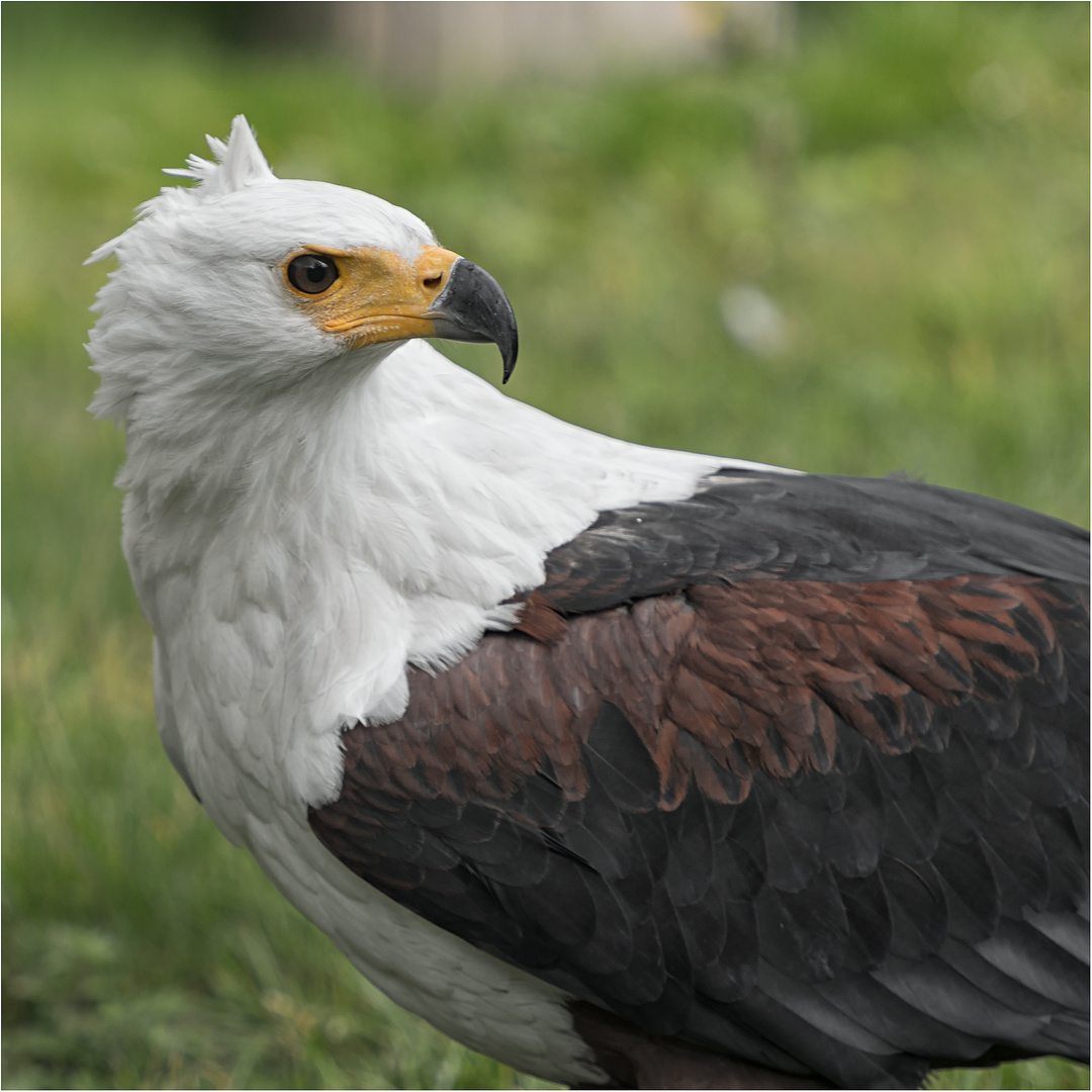 Schreiseeadler