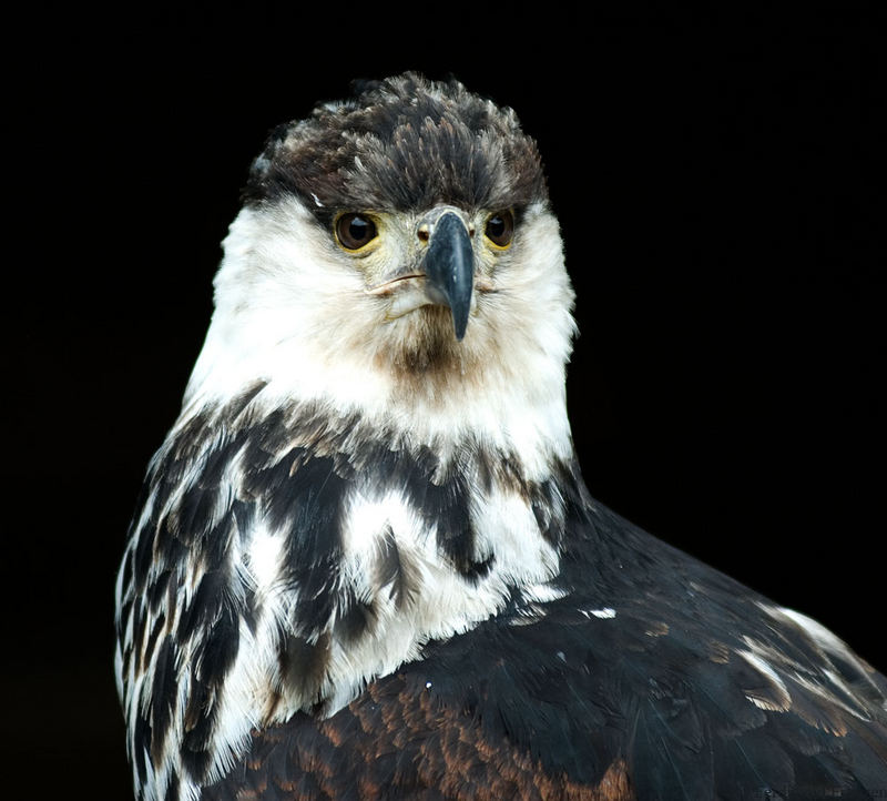 Schreiseeadler