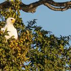 Schreiseeadler