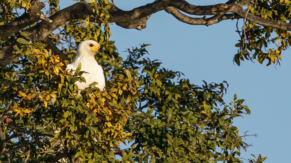 Schreiseeadler