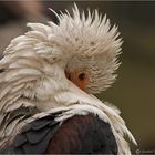 Schreiseeadler