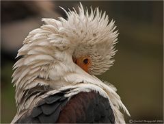 Schreiseeadler