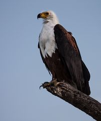 Schreiseeadler