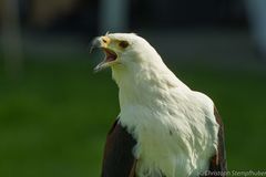 Schreiseeadler