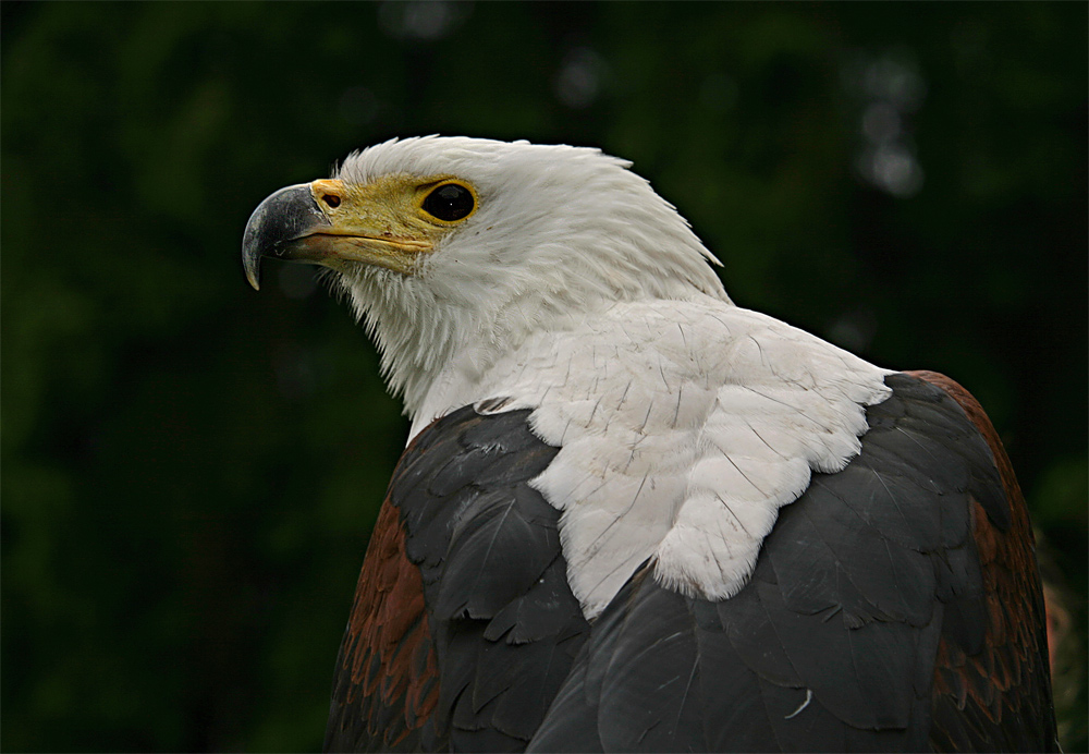 Schreiseeadler