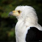 Schreiseeadler ...............