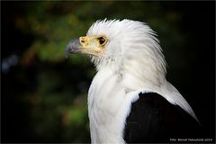 Schreiseeadler ...............