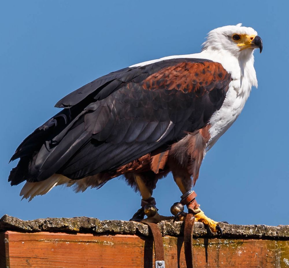 Schreiseeadler