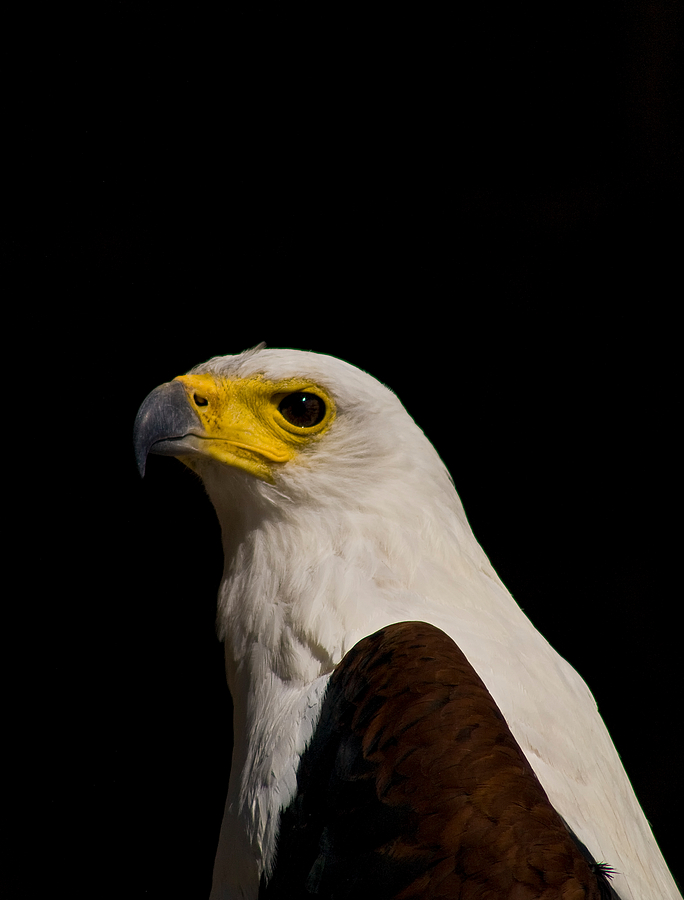 Schreiseeadler