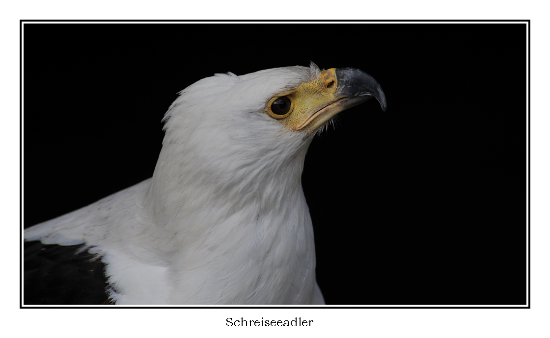 schreiseeadler