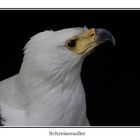 schreiseeadler