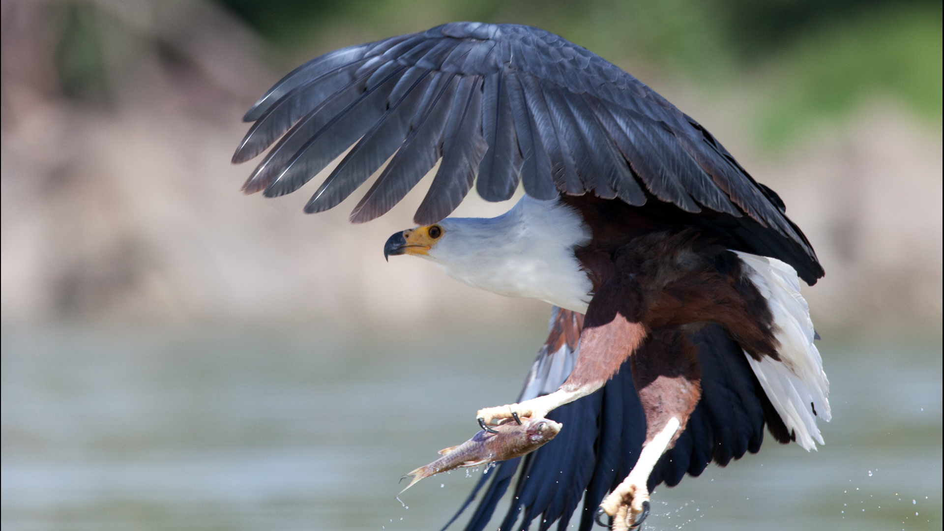 Schreiseeadler