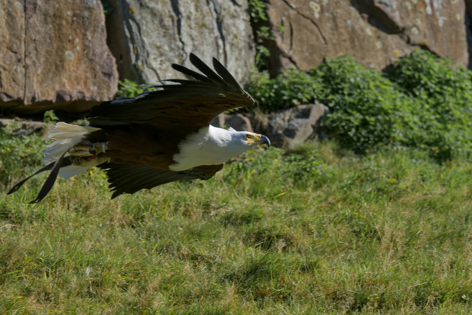 Schreiseeadler