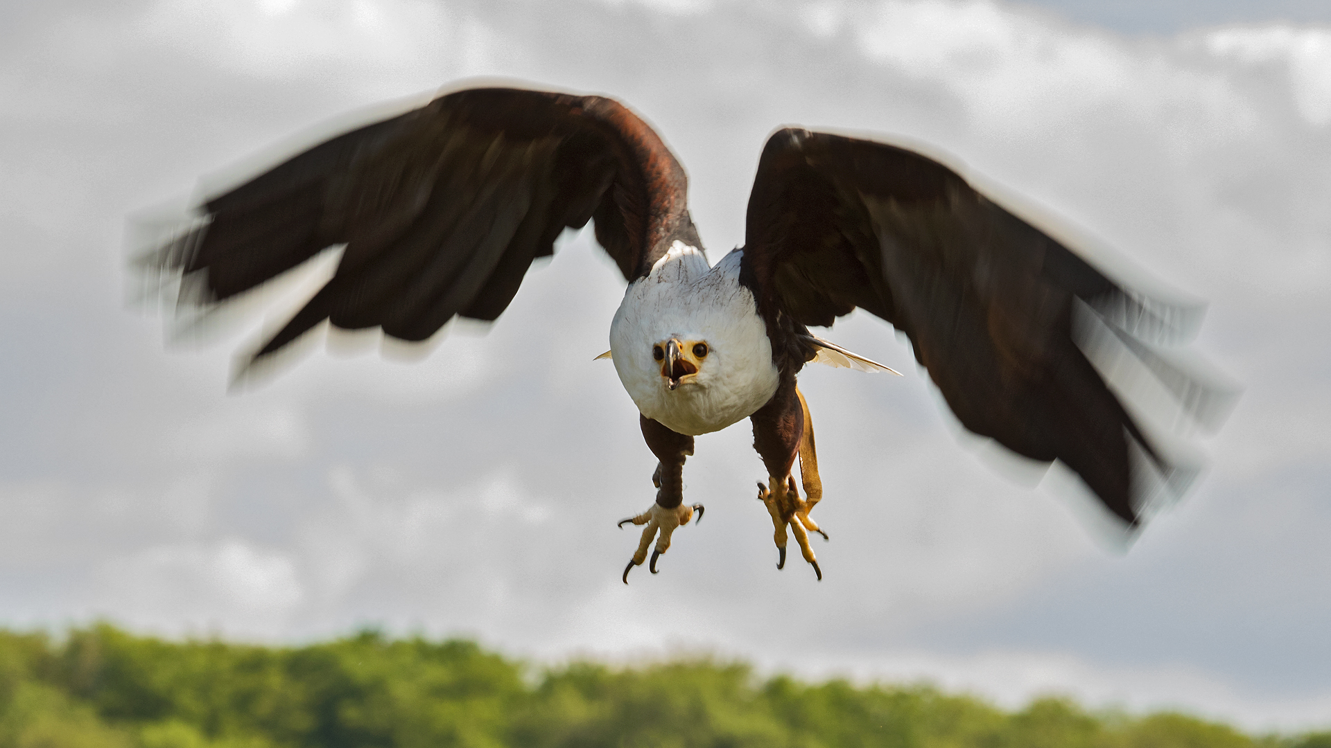 Schreiseeadler 