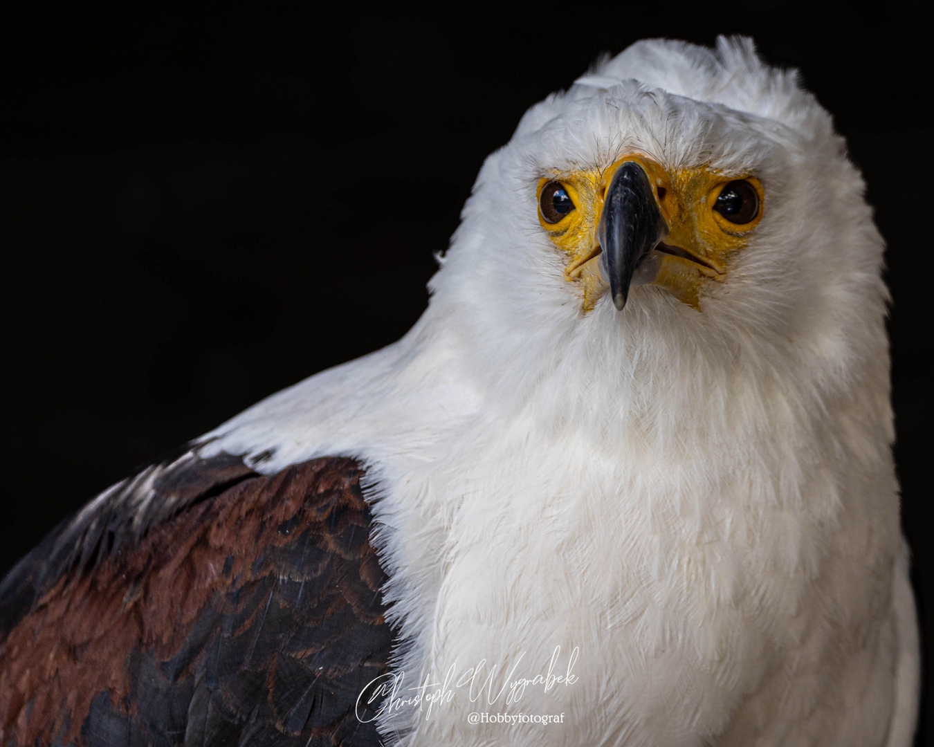 Schreiseeadler