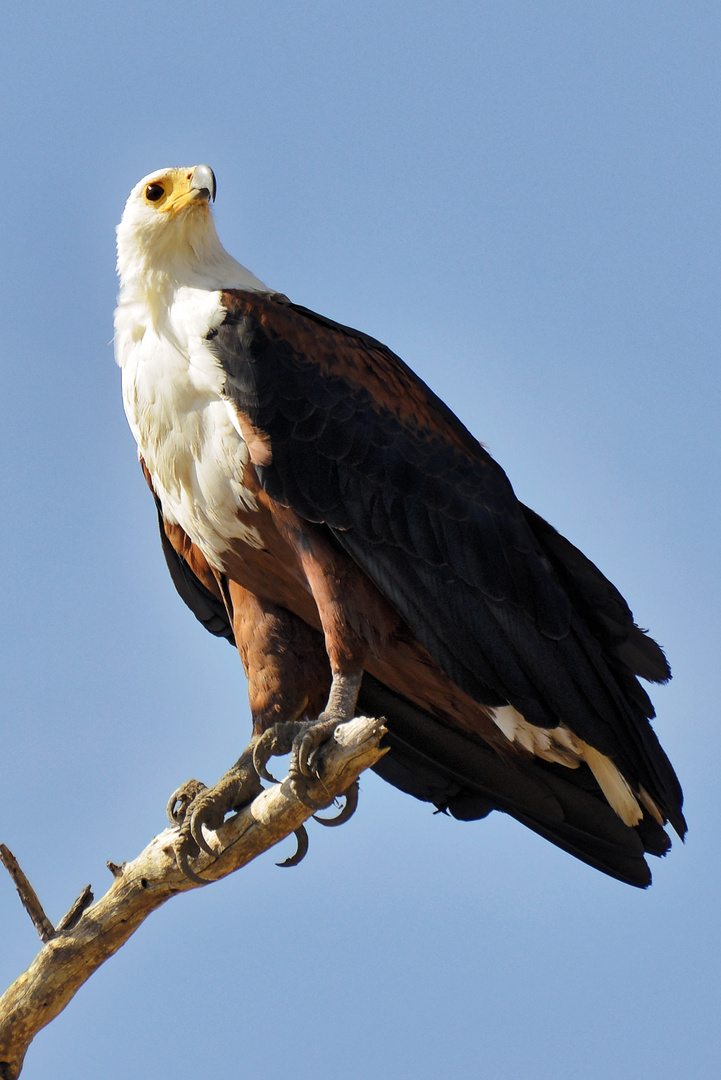 Schreiseeadler