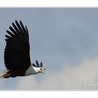 Schreiseeadler