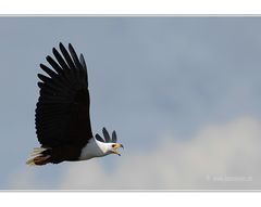 Schreiseeadler