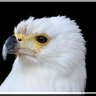 Schreiseeadler .