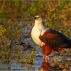 Schreiseeadler