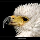 Schreiseeadler