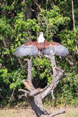 Schreiseeadler