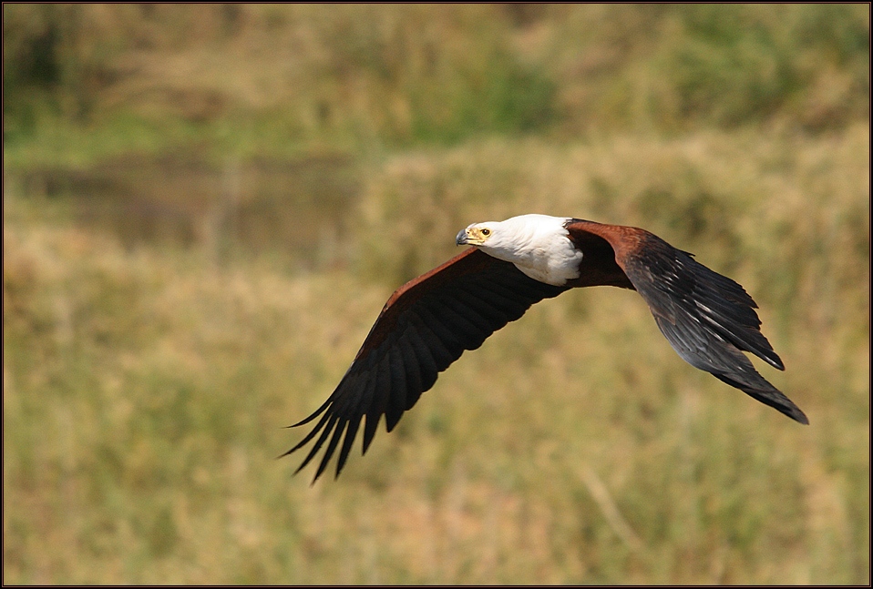 Schreiseeadler