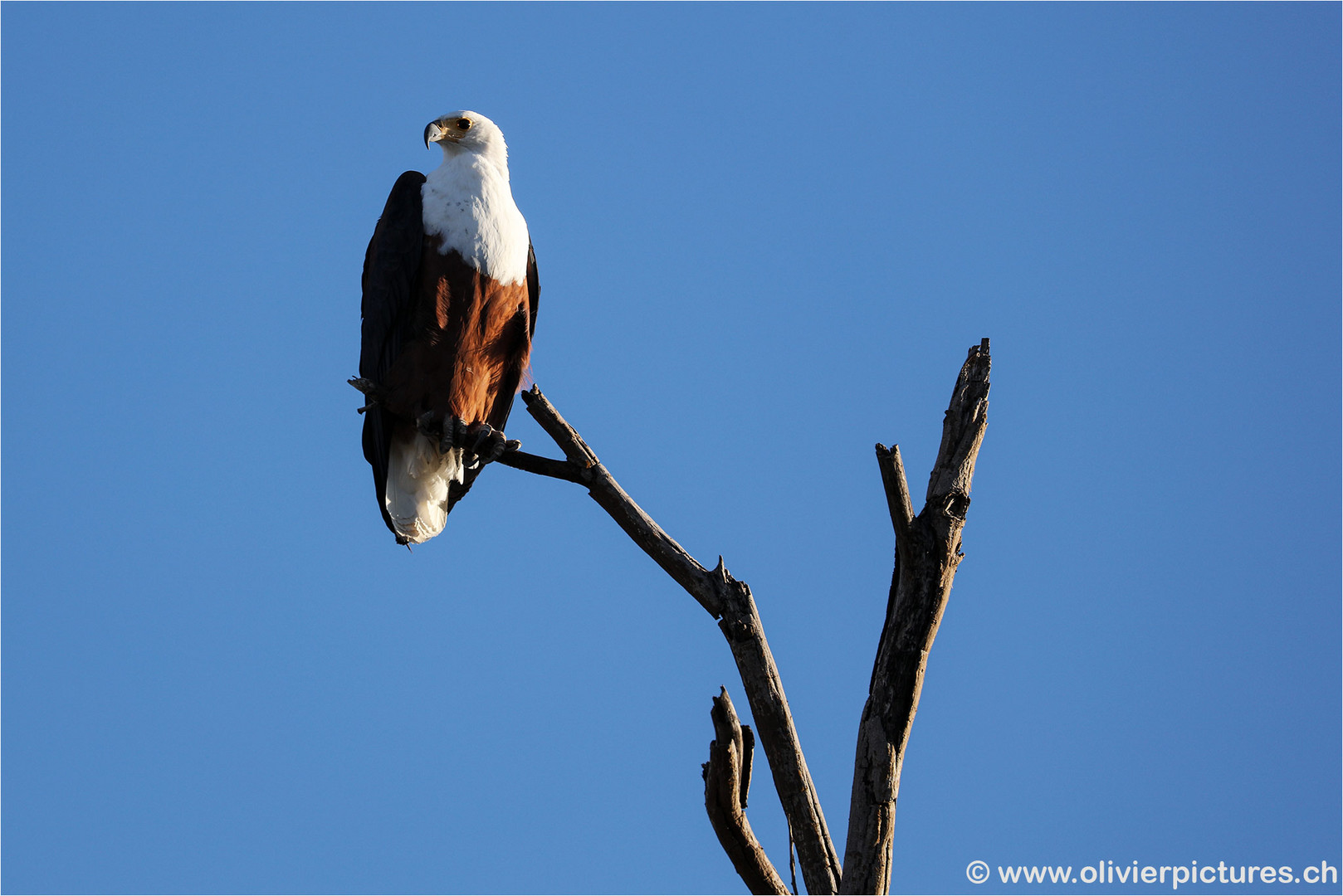 Schreiseeadler