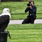 SCHREISEEADLER