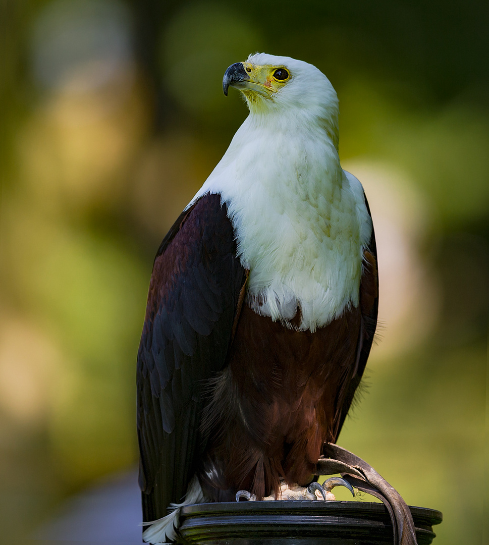 Schreiseeadler