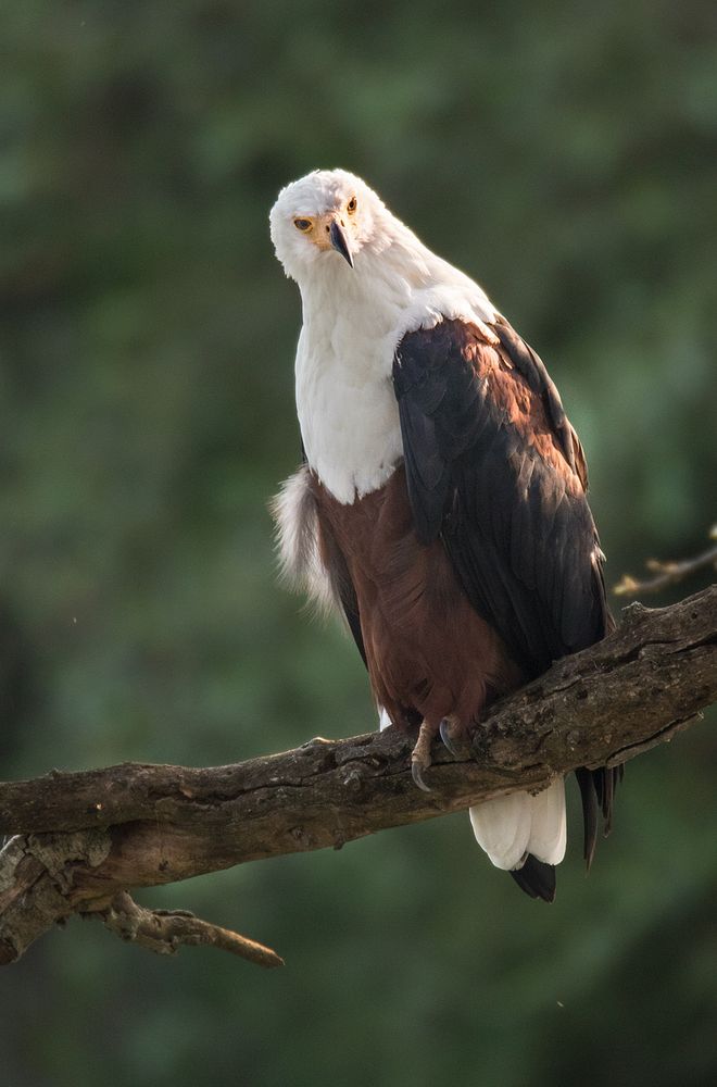 Schreiseeadler