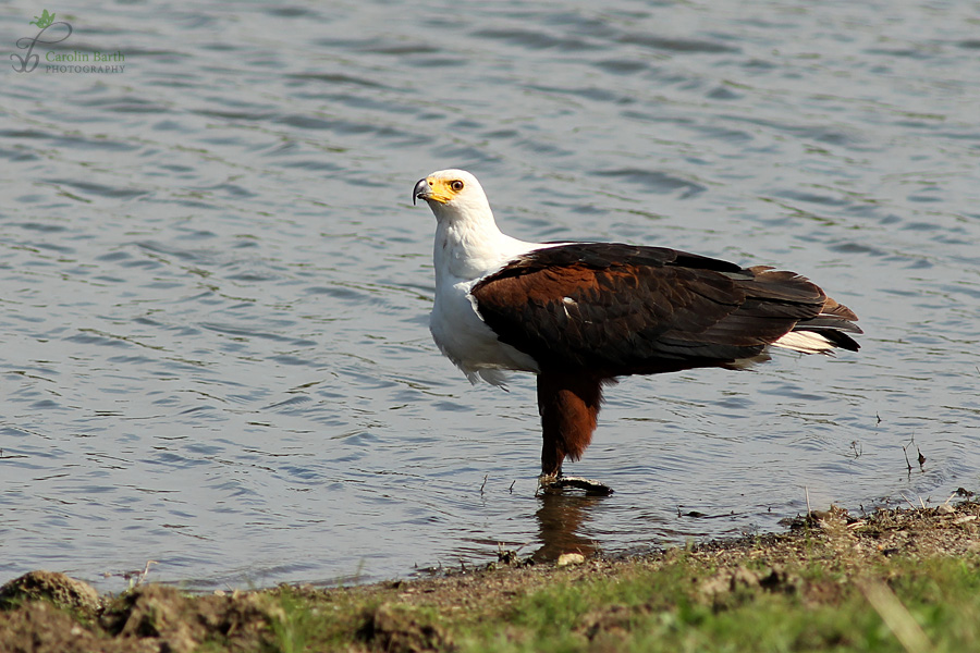 Schreiseeadler