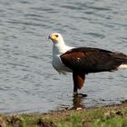 Schreiseeadler