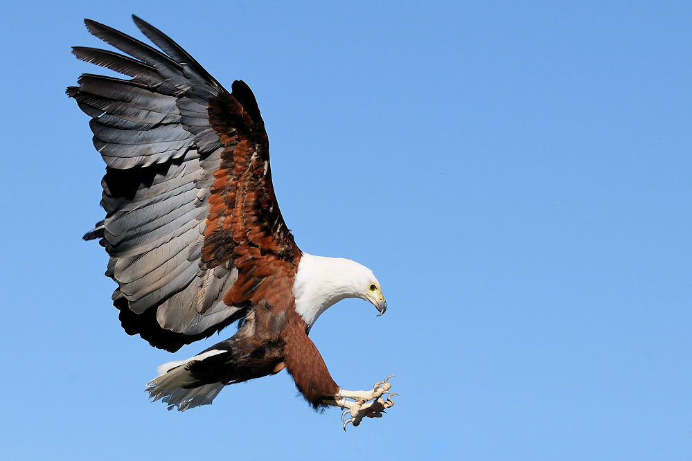 Schreiseeadler