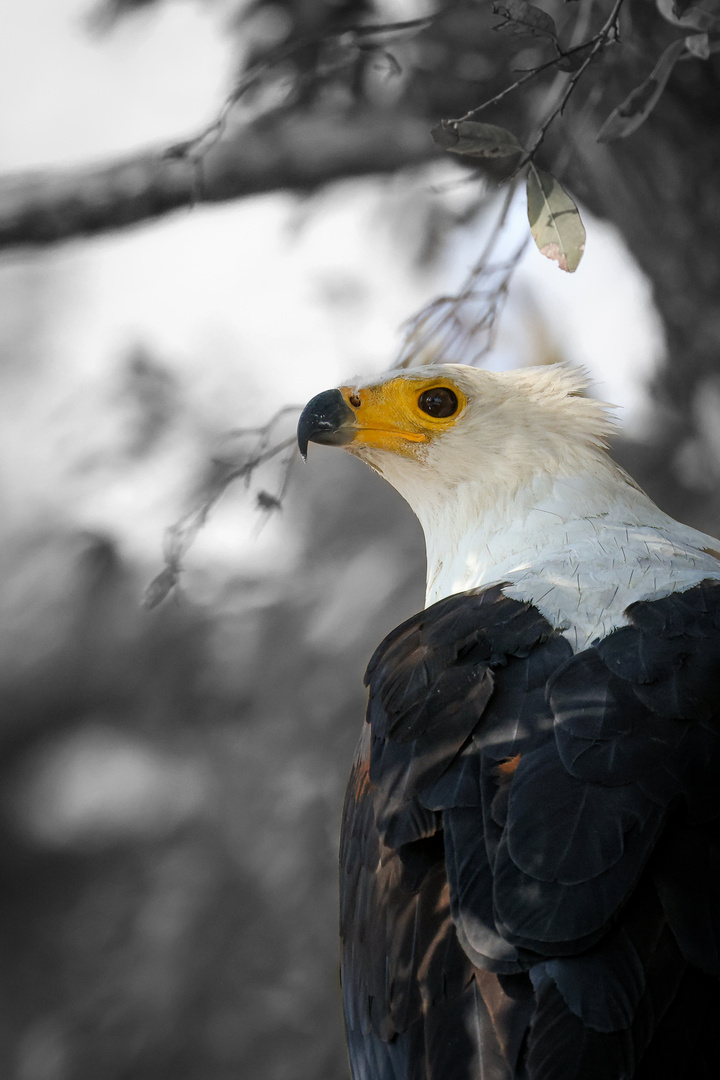 Schreiseeadler 