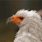 Schreiseeadler